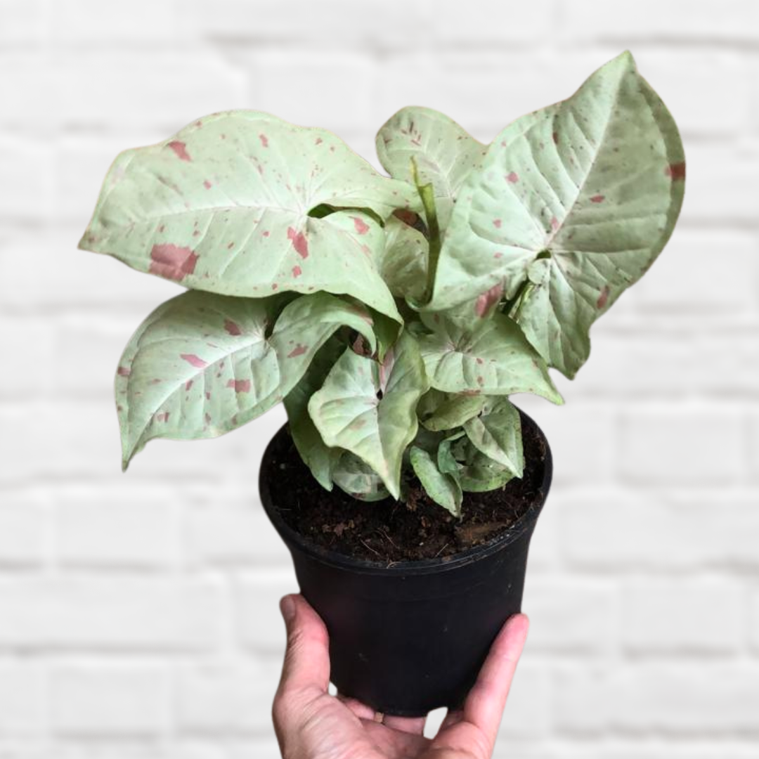 Arrowhead Plant - Confetti