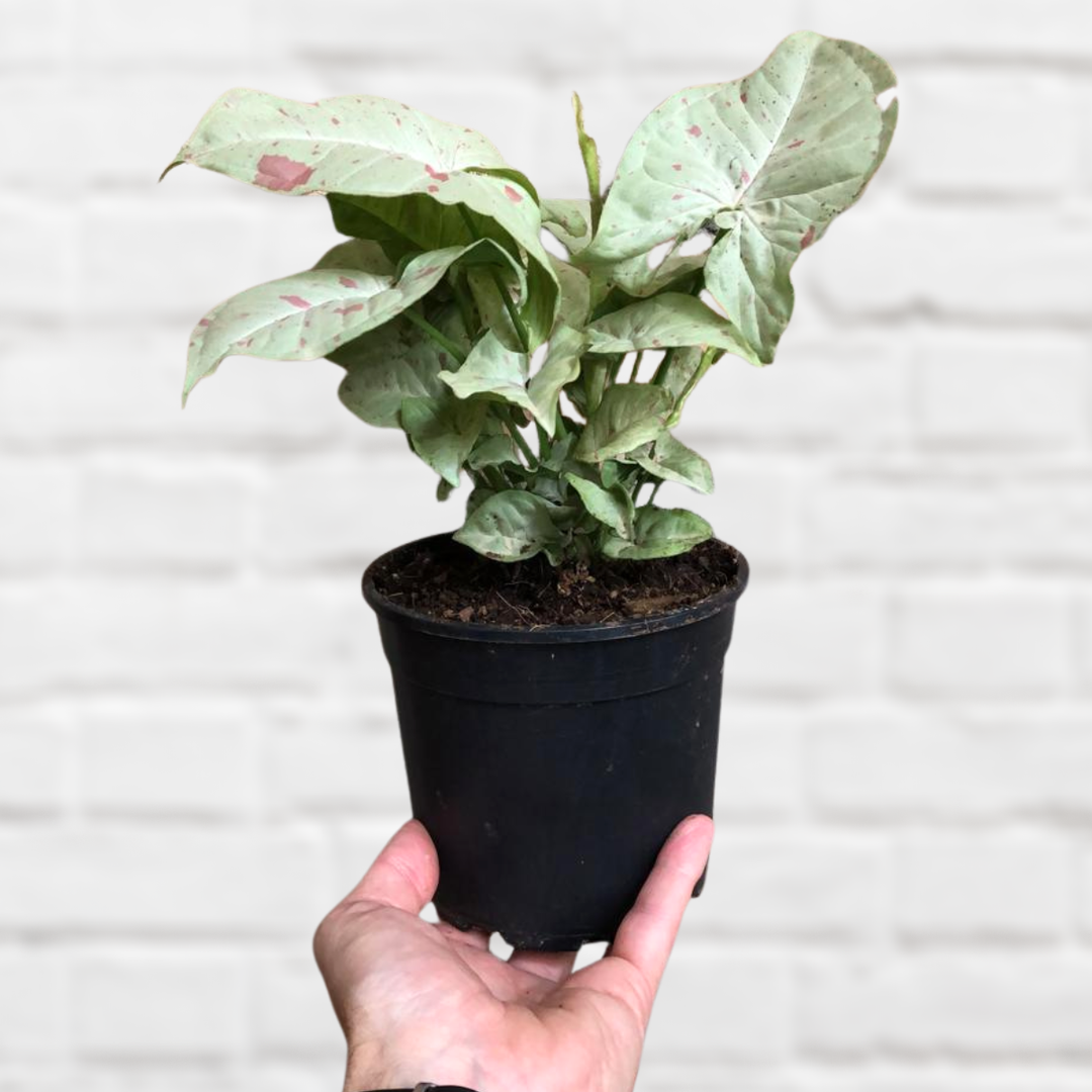 Arrowhead Plant - Confetti