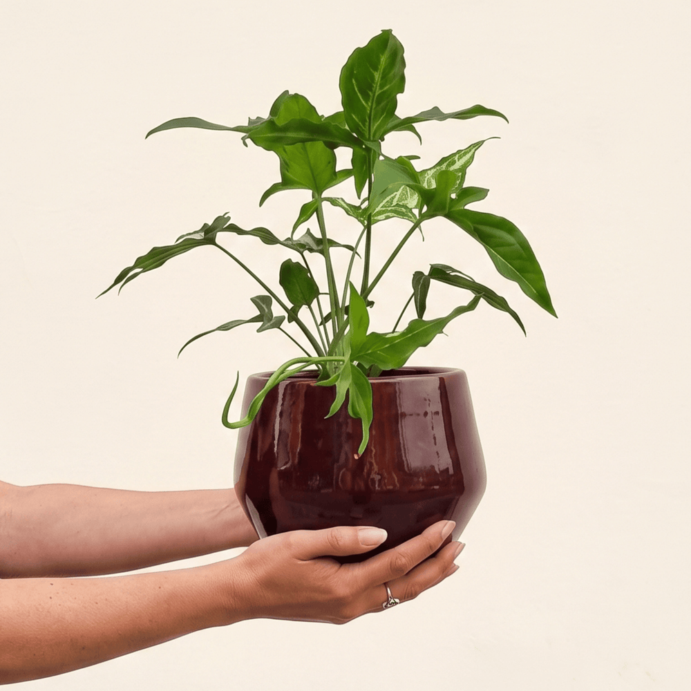 Syngonium Angustatum in Oxblood red planter for reference