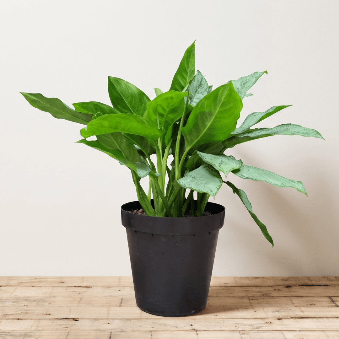 Chinese Evergreen - BJ Freeman