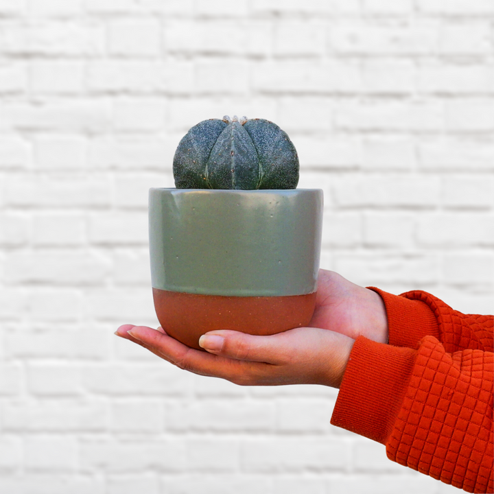 Bishop's Cap Cactus - Shop Online!