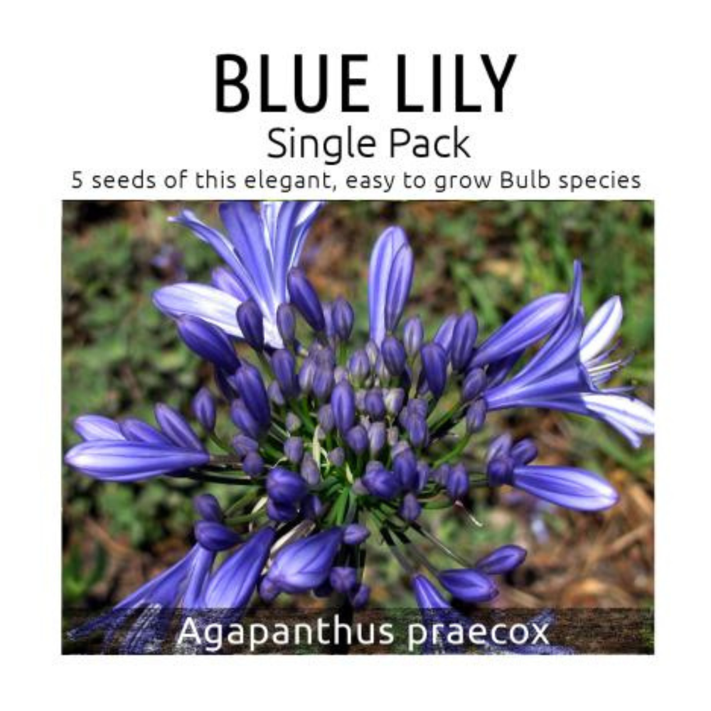 Blue lily bulb packaging with Agapanthus praecox text