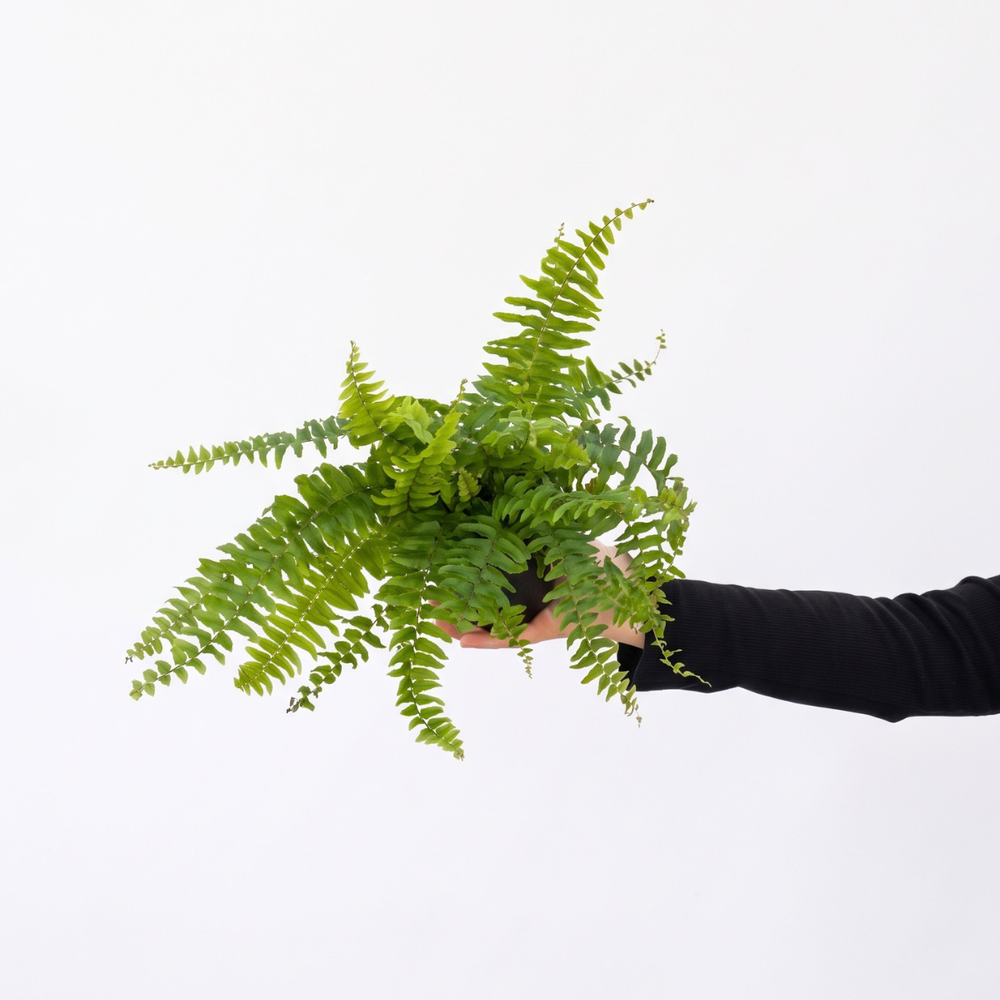 Boston Fern - Blue Bell plant with lush green fronds held in a hand against a white background.