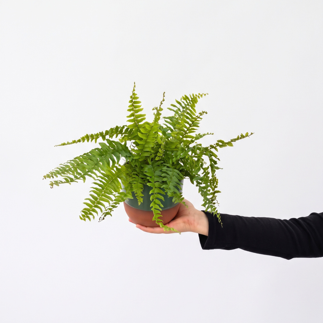 Boston Fern - Blue Bell showcased in a hand, displaying its lush green arching fronds in a pot.