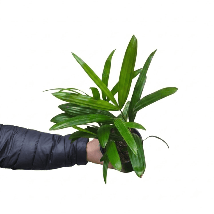 Mini Broadleaf lady Palm from above