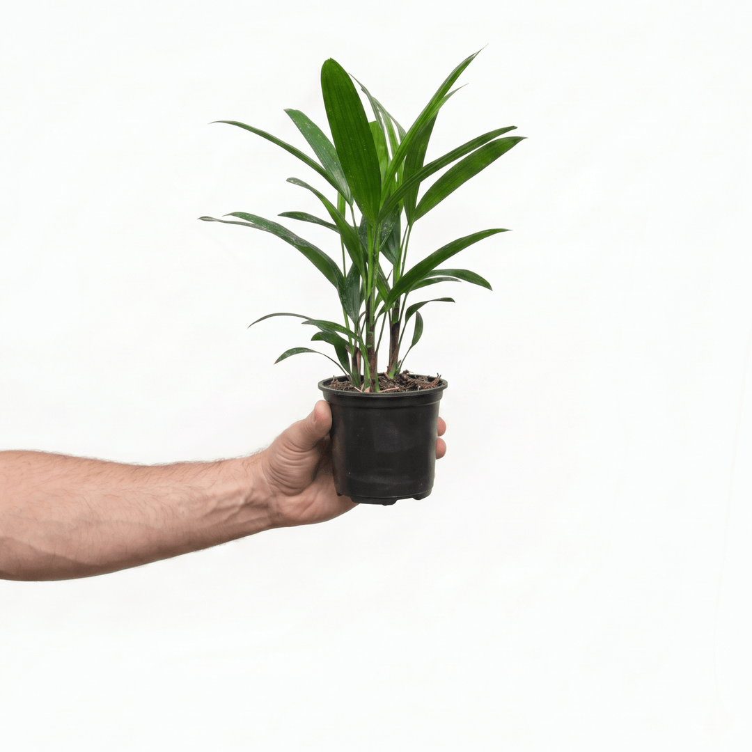 Man holding Broadleaf Lady Palm mini for size reference on whoite background