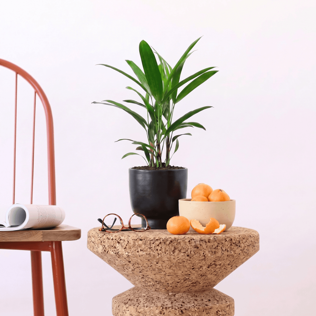minamilist side table display with broadleaf lady palm in black planter