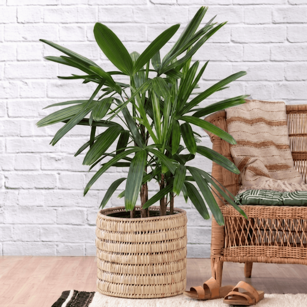 Broadleaf Lady Palm 1.2m in Palm leaf Basket next to Malawian Chair for height reference
