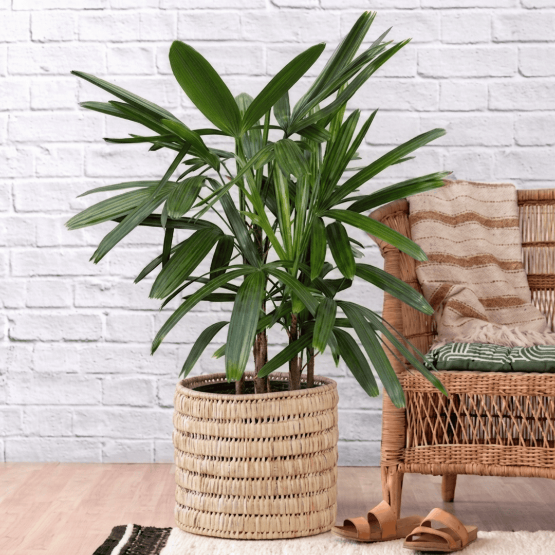Broadleaf Lady Palm 1.2m in Palm leaf Basket next to Malawian Chair for height reference