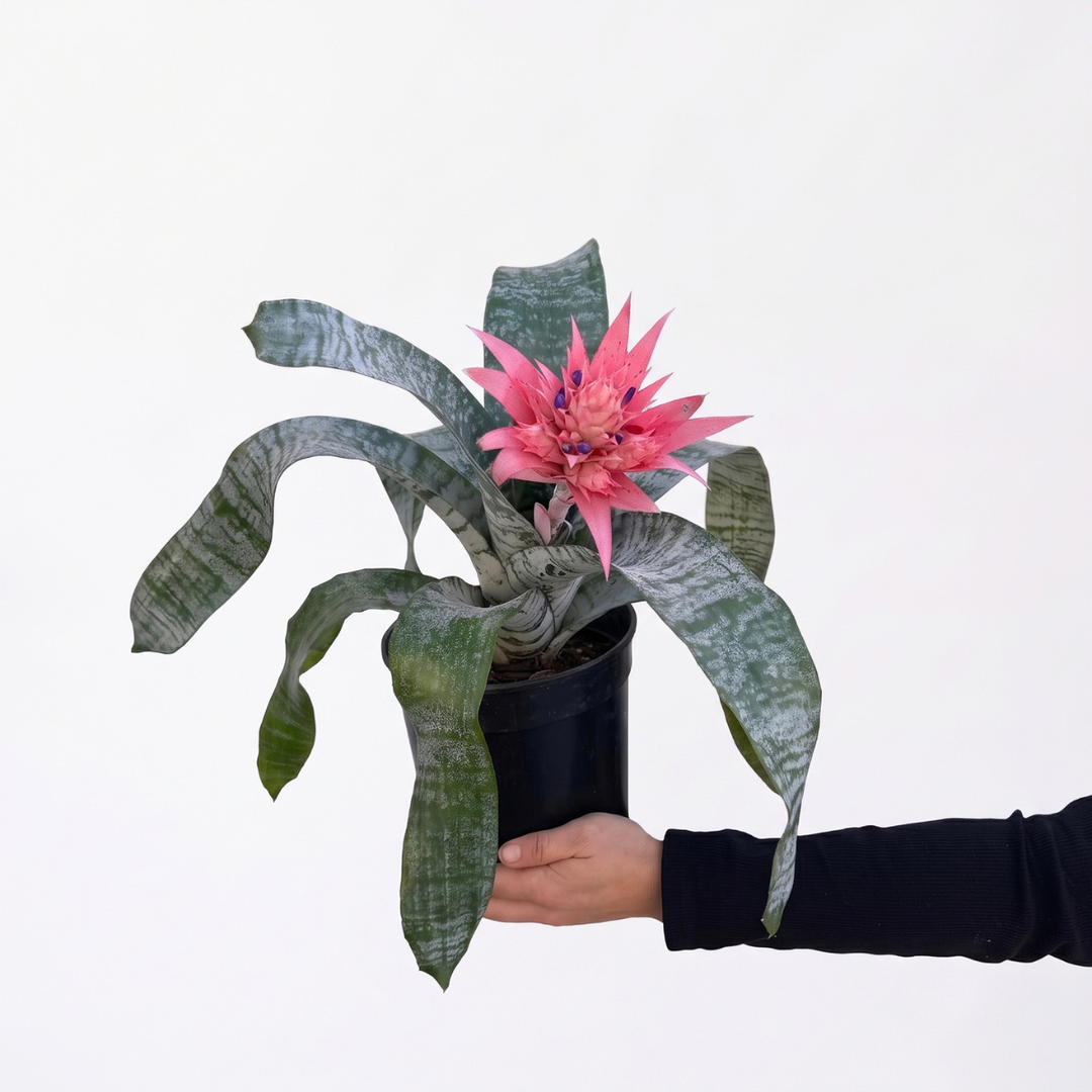 Bromeliad Aechmea with vibrant pink flowers held in hand, showcasing silvery-green leaves in a pot.