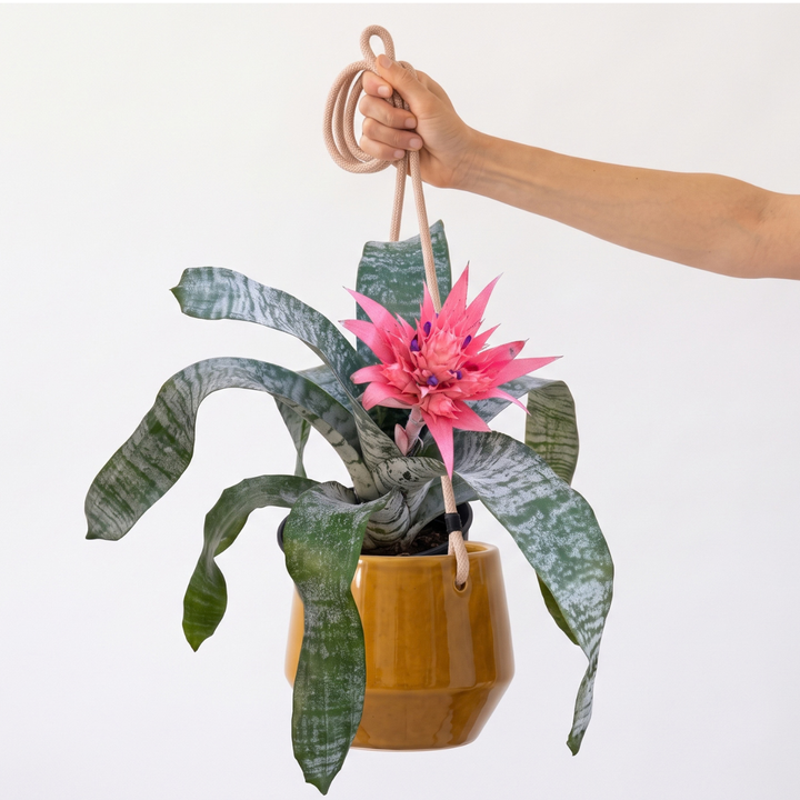 Bromeliad Aechmea in a hanging planter with silvery-green leaves and pink floral bloom.