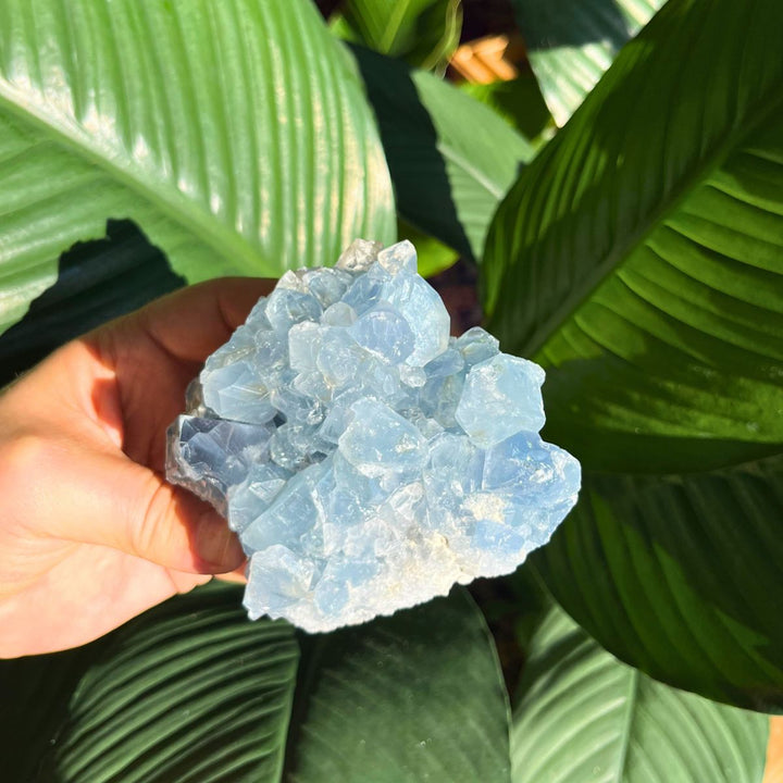 Celestite - Specimen - Shop Online!