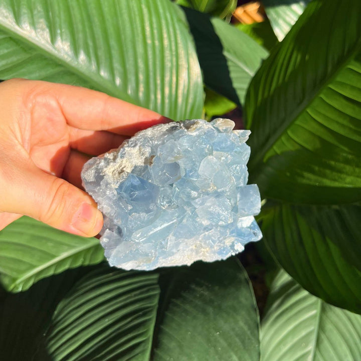 Celestite - Specimen - Shop Online!