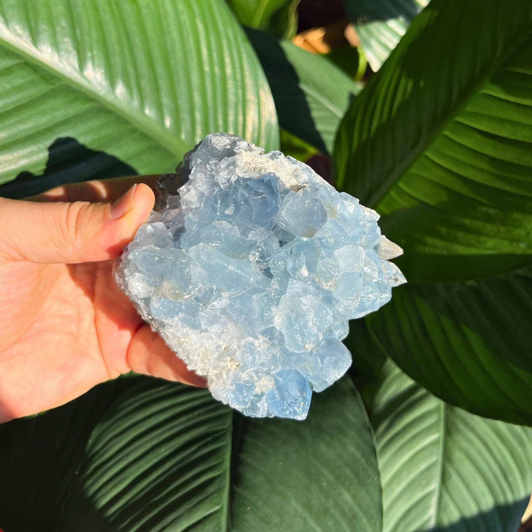 Celestite - Specimen - Shop Online!