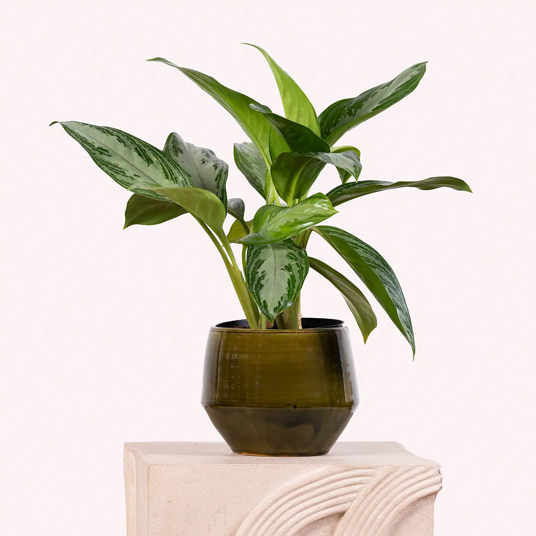 Chinese Evergreen - Silver Bay
