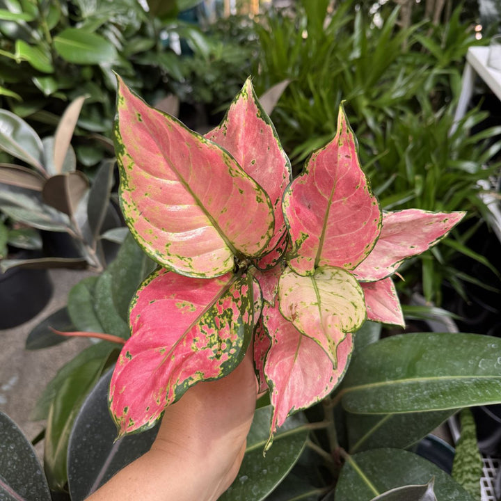Chinese Evergreen - Ruby