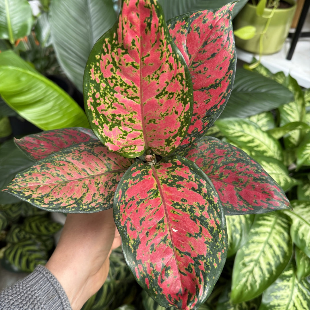 Hand holding a vibrant red and green leafed plant with blurred background - Aglaonema Auspicious Red