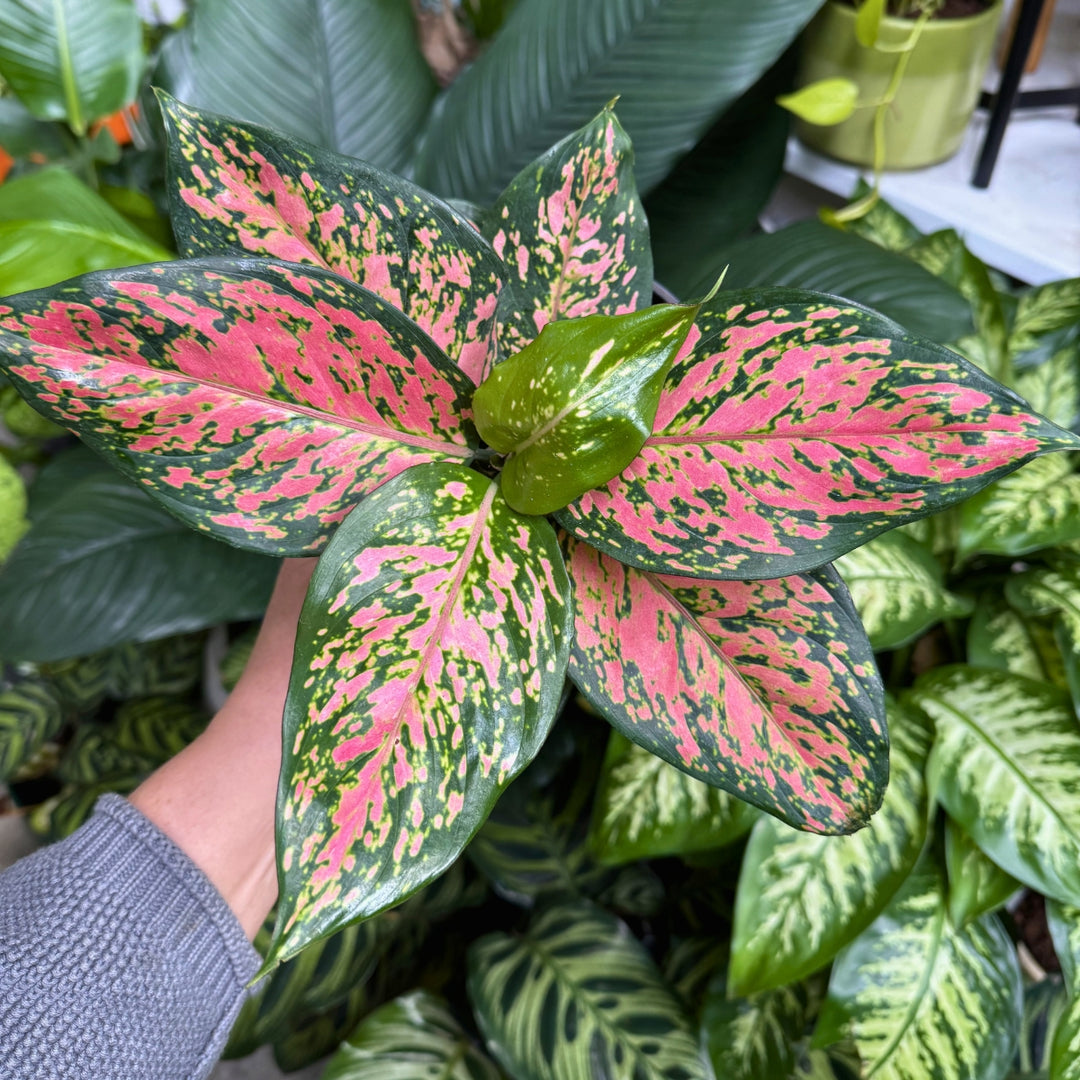 Hand holding a polka dot plant with pink and green leaves among other plants - Chinese Evergreen - Beauty - 14cm