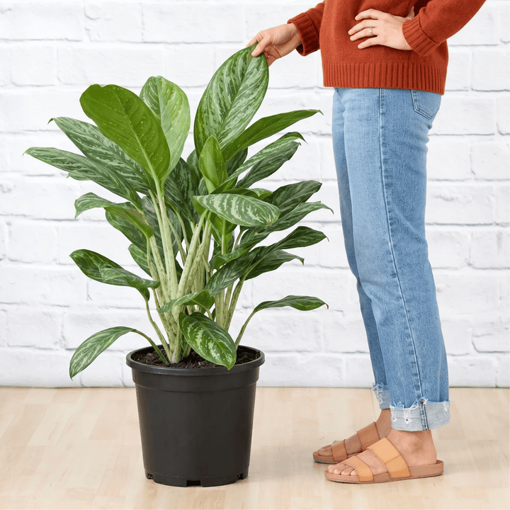 Person standing next to a potted plant against a white brick wall.