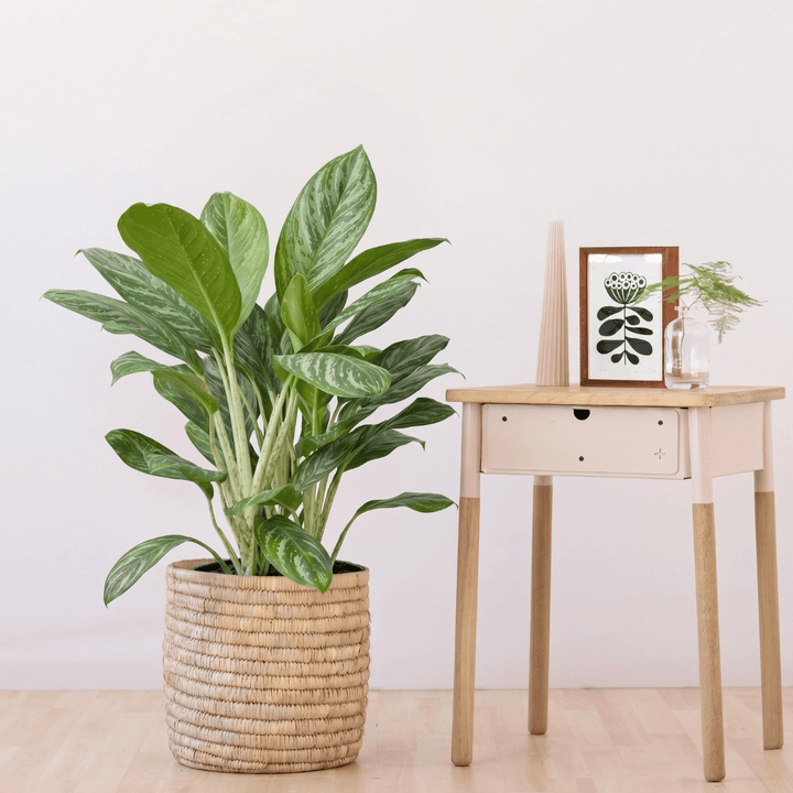 Potted plant next to a small wooden table with a framed picture on a light background