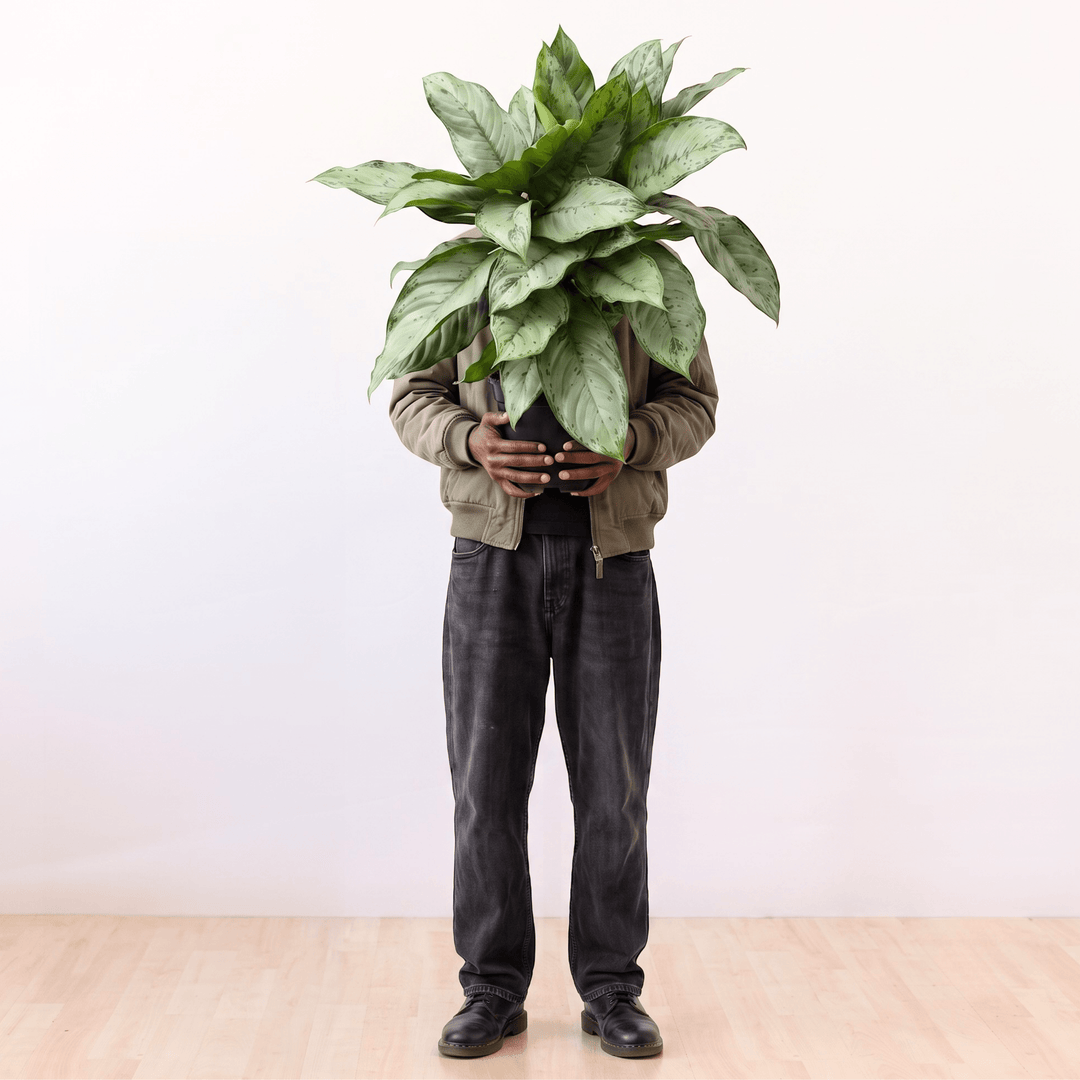 Chinese Evergreen - BJ Freeman