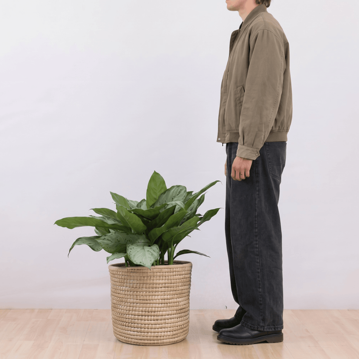 Chinese Evergreen - BJ Freeman