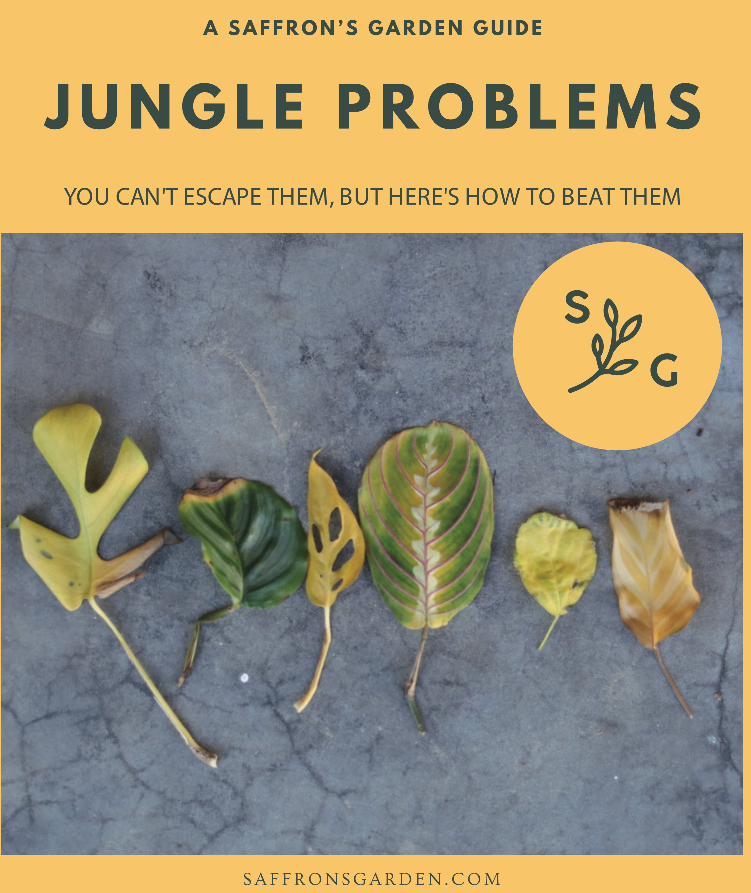 Jungle Problems Guide - Shop Online!