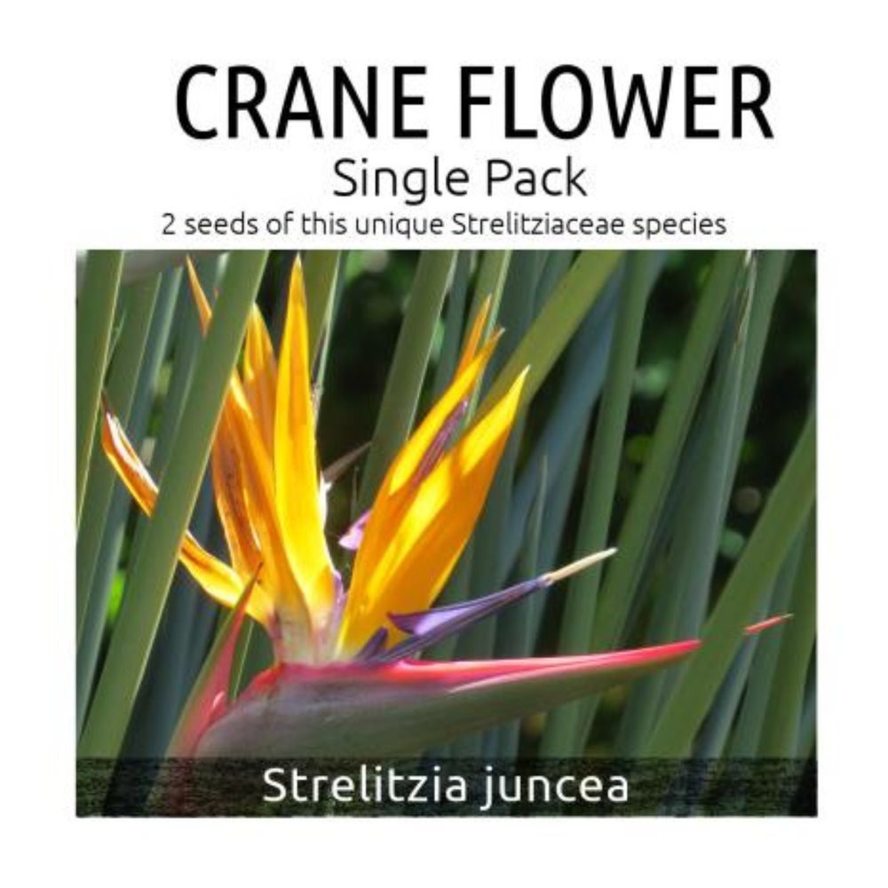Packaging for Crane Flower seeds with a Strelitzia juncea flower on a white background.