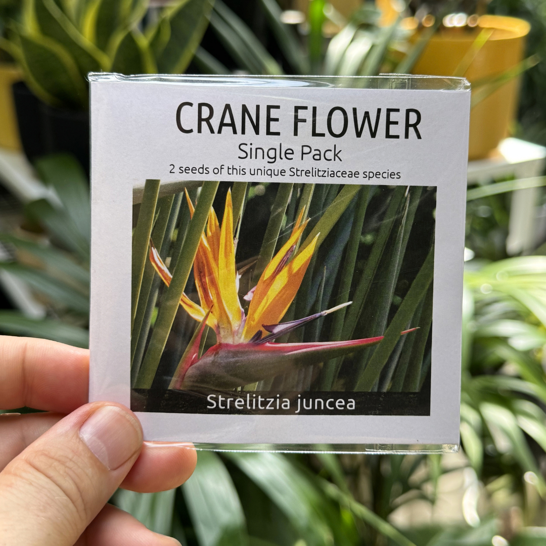 Crane flower seed packet held up against foliage