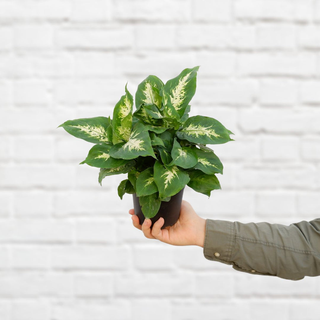 Dieffenbachia - Compacta - Shop Online!