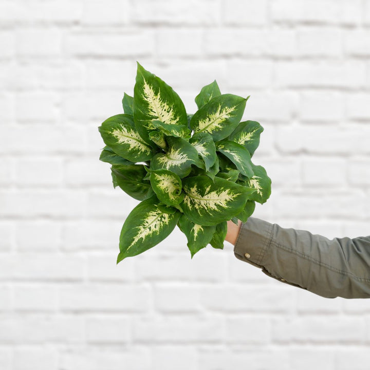 Dieffenbachia - Compacta - Shop Online!