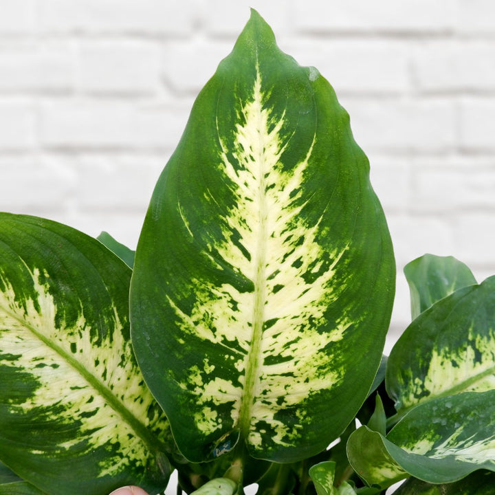 Dieffenbachia - Compacta - Shop Online!