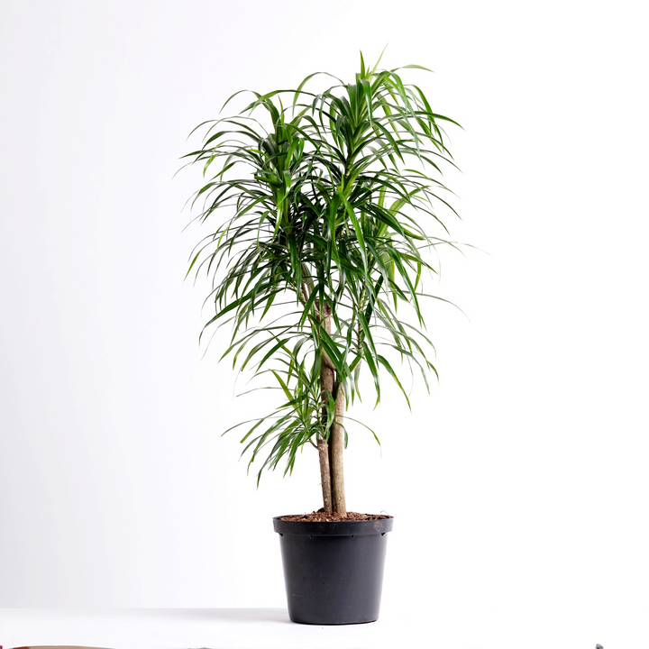 Dragon Tree - Americana