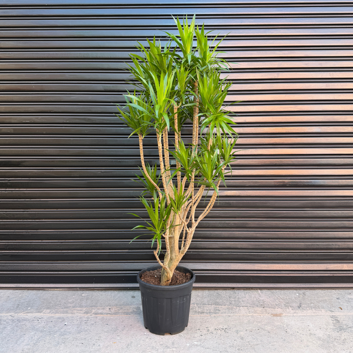 Dragon Tree - Angazi - Extra Large