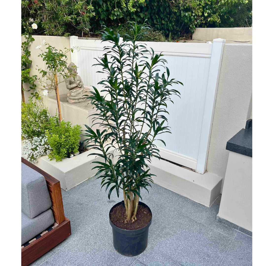 Dragon Tree - Reflexa - Extra Large - Shop Online!