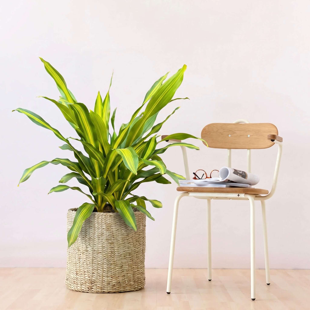 Potted plant next to a wooden chair with a white cushion on a light wooden floor.