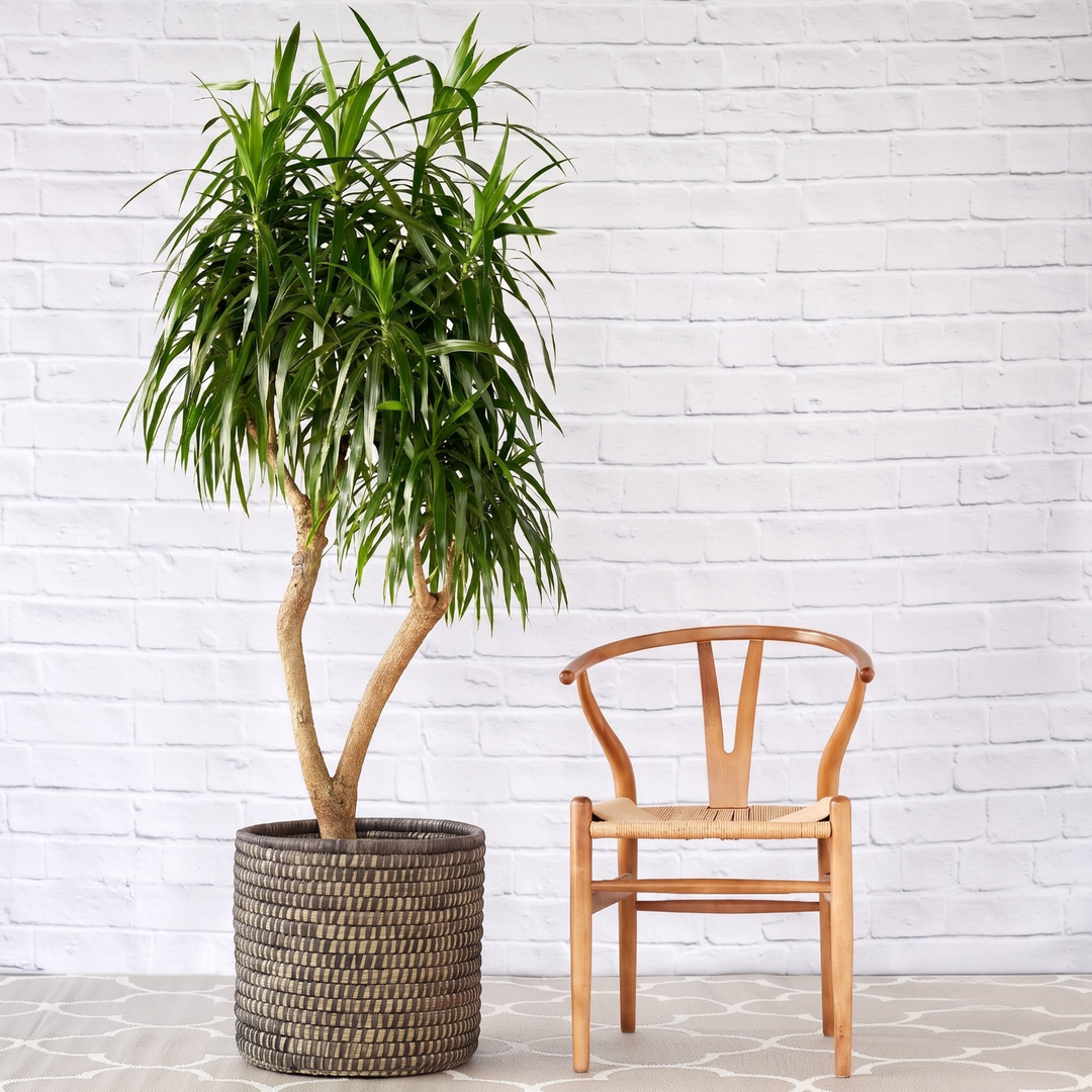 Extra Large Dragon Tree Alchemy in  black Stitched Palm Leaf Basket