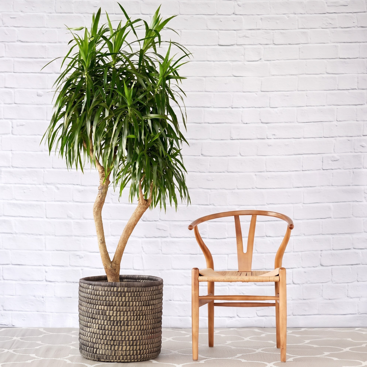 Extra Large Dragon Tree Alchemy in  black Stitched Palm Leaf Basket