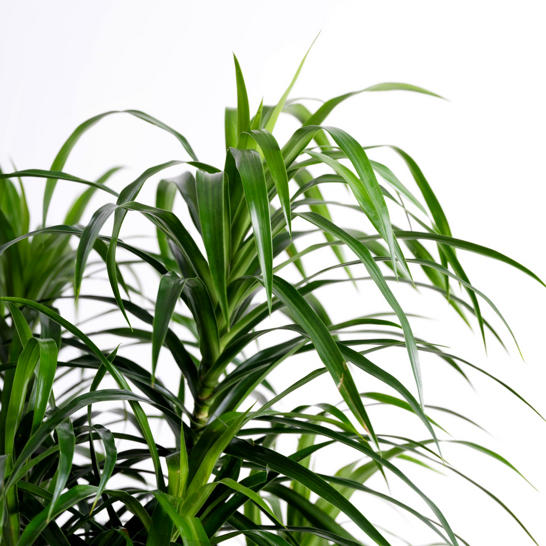 Dragon Tree - Americana