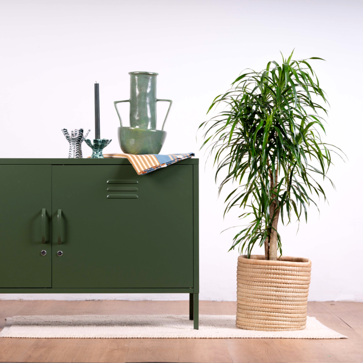 Dragon Tree - Americana