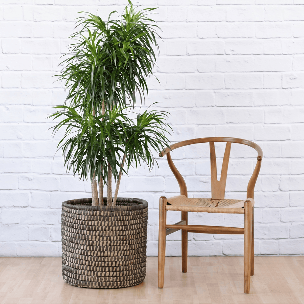 Dragon Tree Americana in Black Palm leaf Basket ext to chair