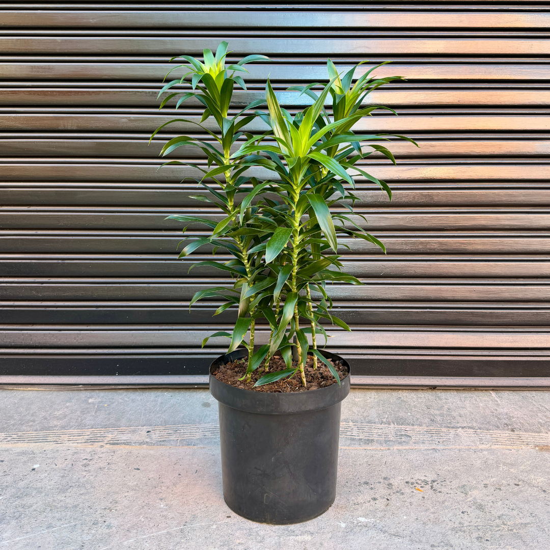 Dragon Tree - Reflexa - Extra Large