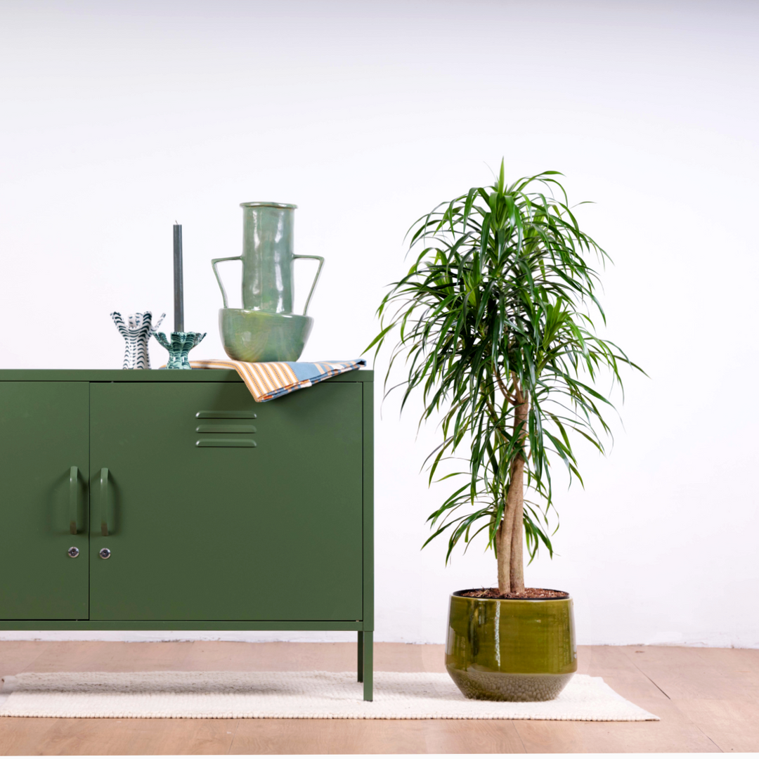 Dragon Tree - Americana