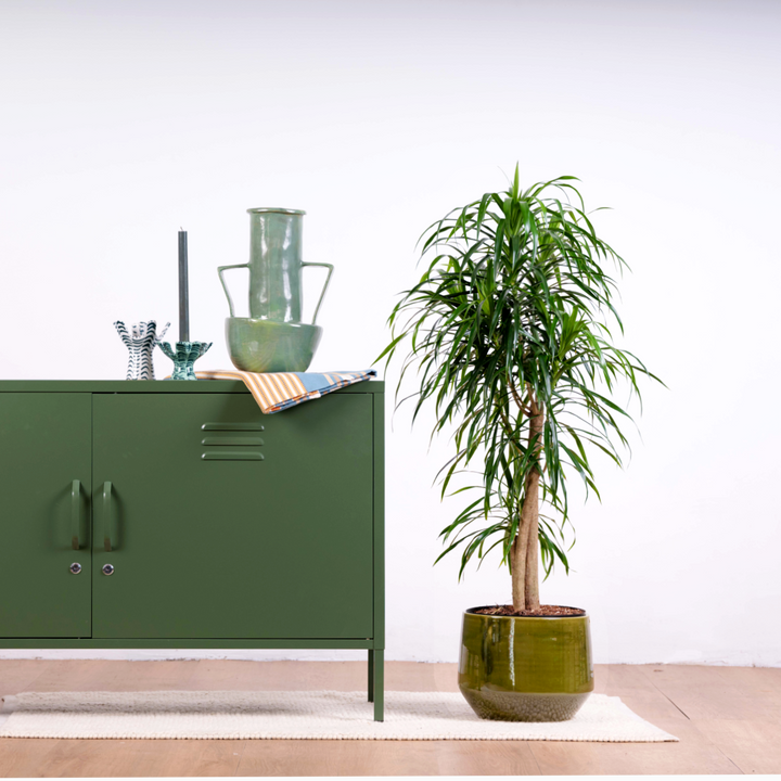 Dragon Tree - Americana