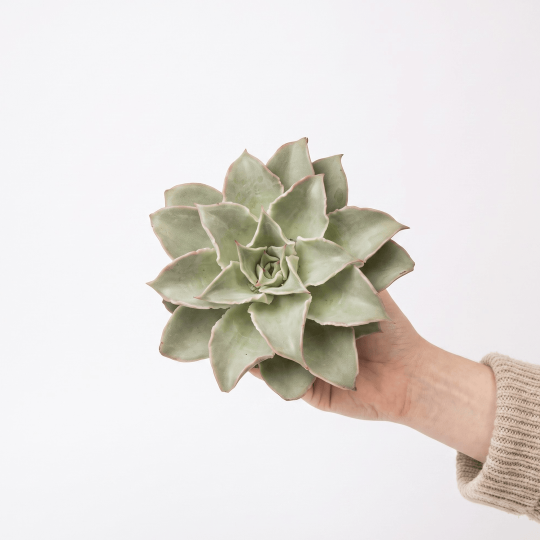 Person holding a potted Echeveria Madiba succulent against a white background for product reference