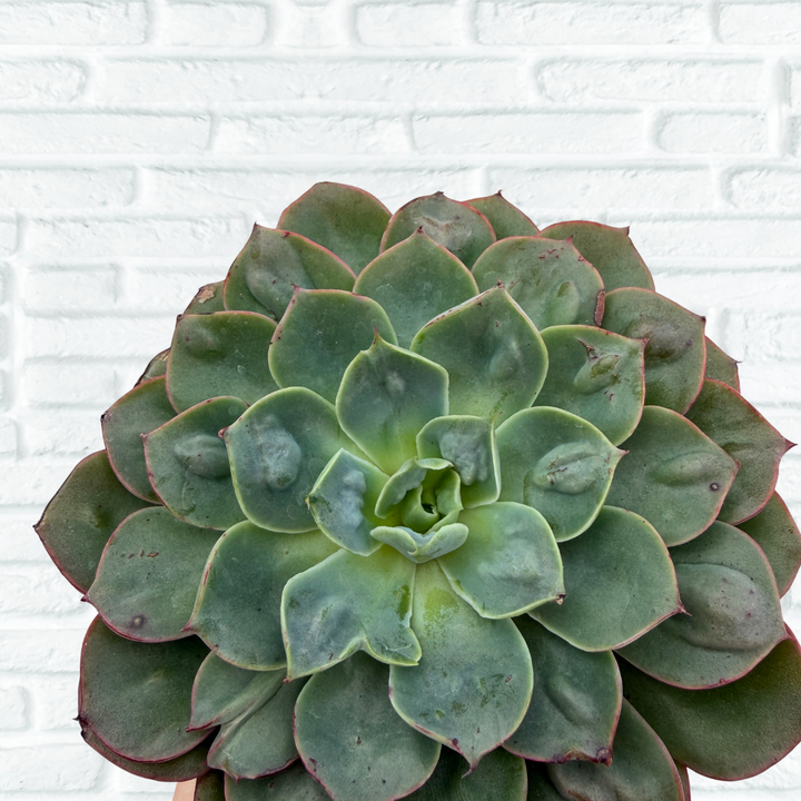 Close up of Raindrop Echeveria for detail