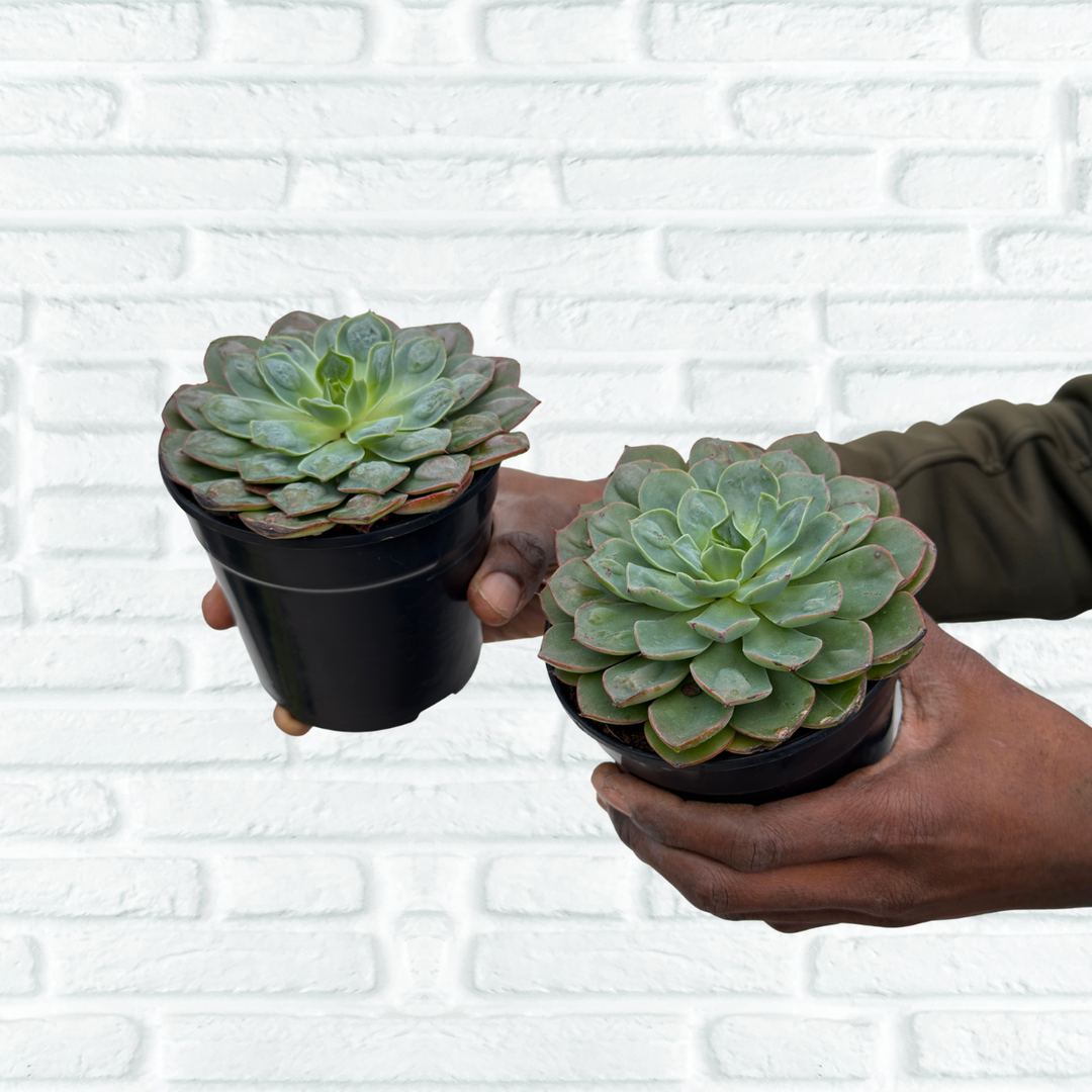 two handheld for scale  - Echeveria