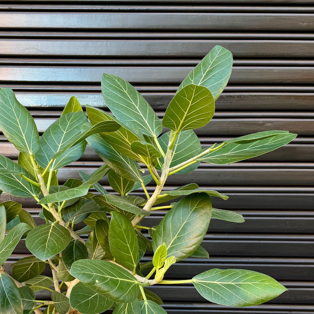Ficus Audrey Tree in front of Garage Door Leaf Detail