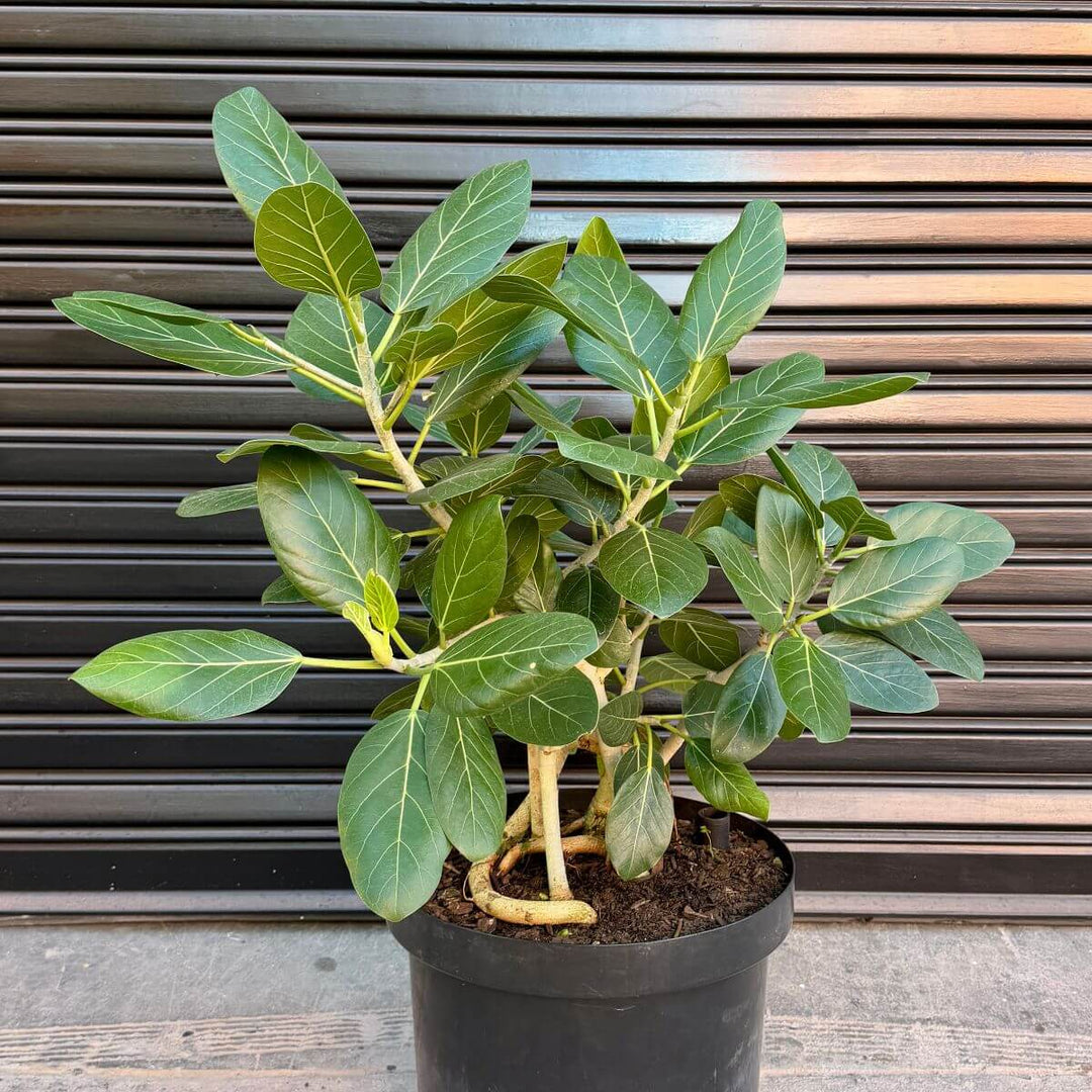 Ficus Audrey Tree in front of Garage Door