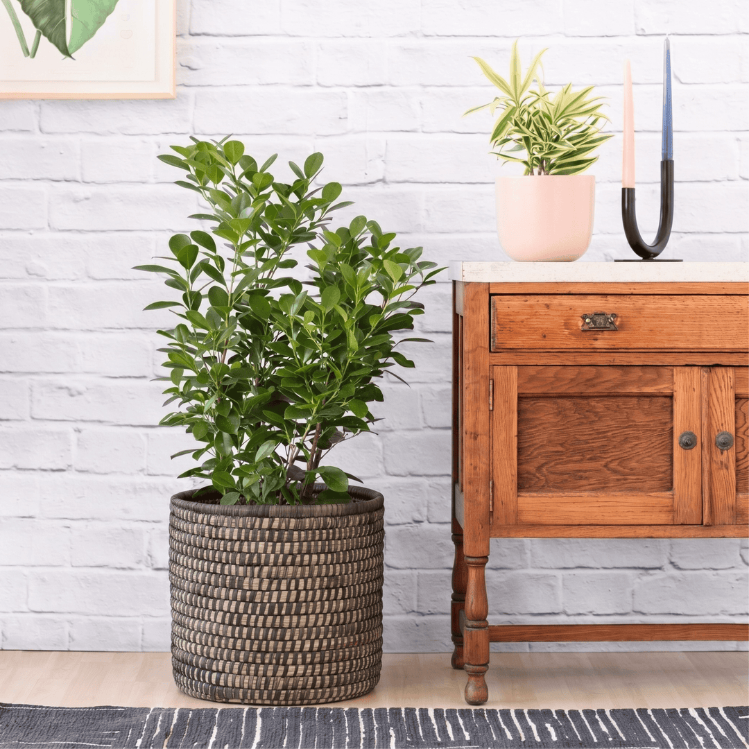 Ficus Moclame in Black Stitched Palm leaf Basket in a modern indoor display